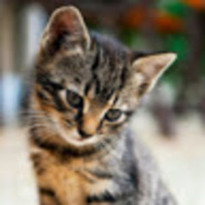 Meet your Posher, Madeleine